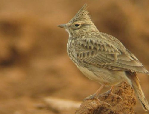 El tesoro ornitológico de la ‘Estepa’ belchitana